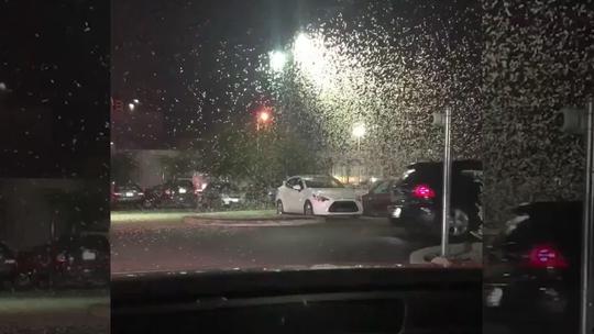 Najezda skakavaca u Nevadi