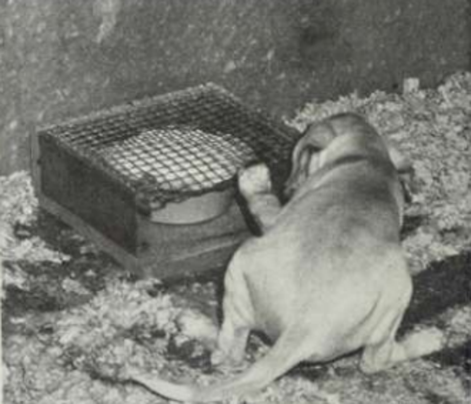  | Author: gwern.net/doc/genetics/heritable/dog/