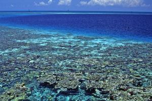 Koraljni greben Belize