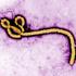 The Ebola virus