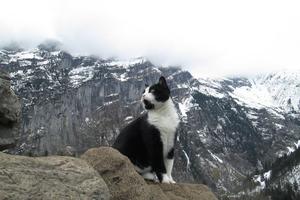 Misteriozna mačka koja je spasila planinara