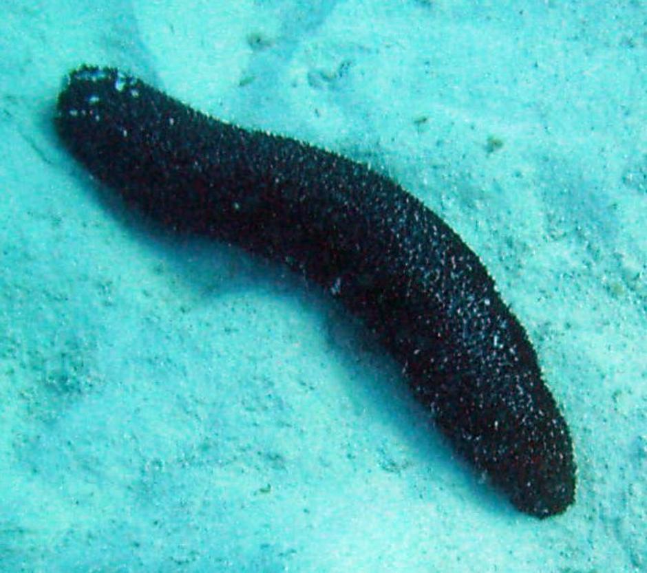 Morski krastavac | Author: Wikipedia