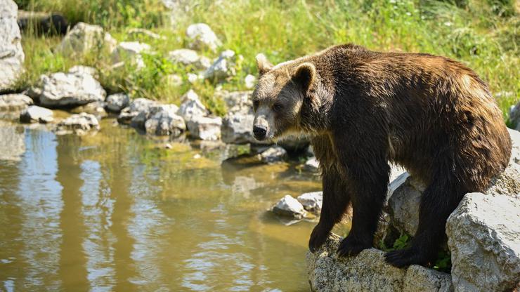 Zagreb: Životinje u Zoološkom vrtu odmaraju tijekom vrućina