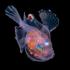 These tiny sea creatures look like they belong on another planet