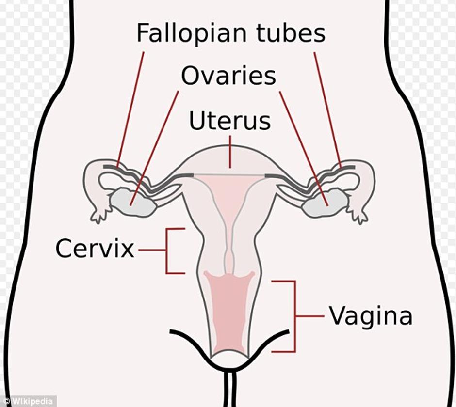 Ilustracija ženskih genitalija | Author: Wikipedia