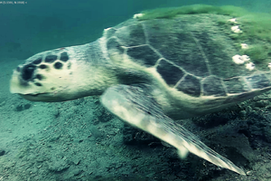 Glavata želva u moru kod Šibenika