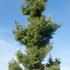 Chamaecyparis obtusa "Blue Feathers" Japanese Hinoki Cypress False