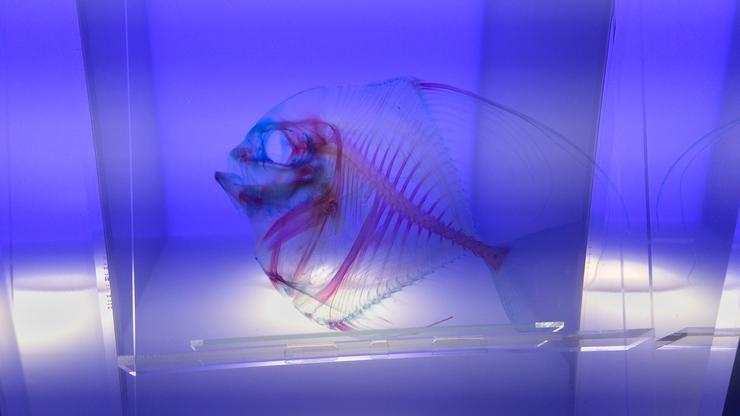 Prozirna riba