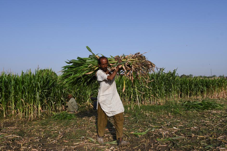Farmer walks with a bundle of fodder while working in the field, on the outskirts of Hyderabad