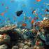 Ribe na koraljnom grebenu, istraživanje podmorja