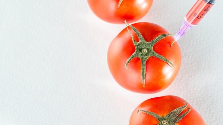 GMO rajčice