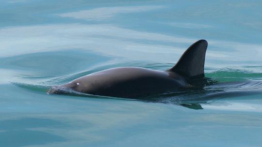 Vaquita pliskavica - ugrožena endemska vrsta
