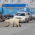 Polarna medvjedica u gradu traži hranu
