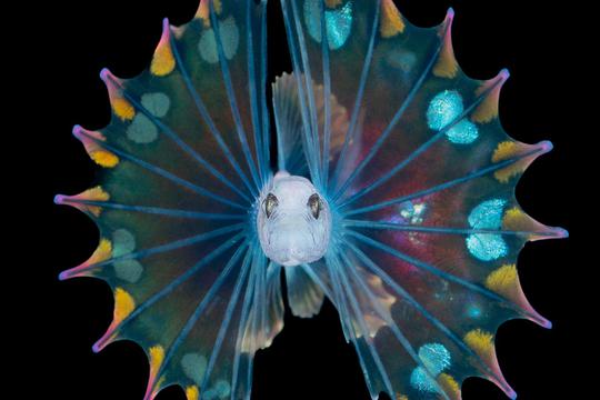 These tiny sea creatures look like they belong on another planet
