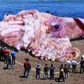 Ogromna hobotnica izvučena na plažu
