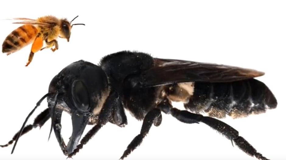 Najveća pčela na svijetu | Author: Screenshot/Youtube