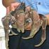 Coconut crab