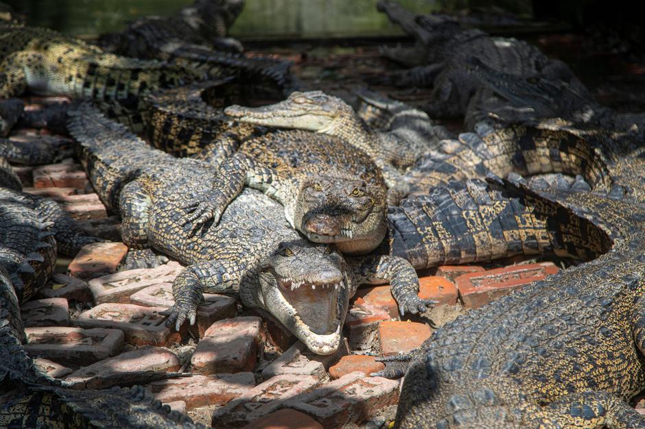 A huddle of crocodiles at a farm in Tumbru, Bangladesh. This unique breeding center plays a vital role in wildlife conservation and tourism | Author: Profimedia