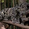 Oblačasti leopard umire od gladi jer mu je plijen pred izumiranjem