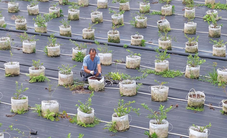 Farmers tend potted blueberry plants in east China's Zhejiang