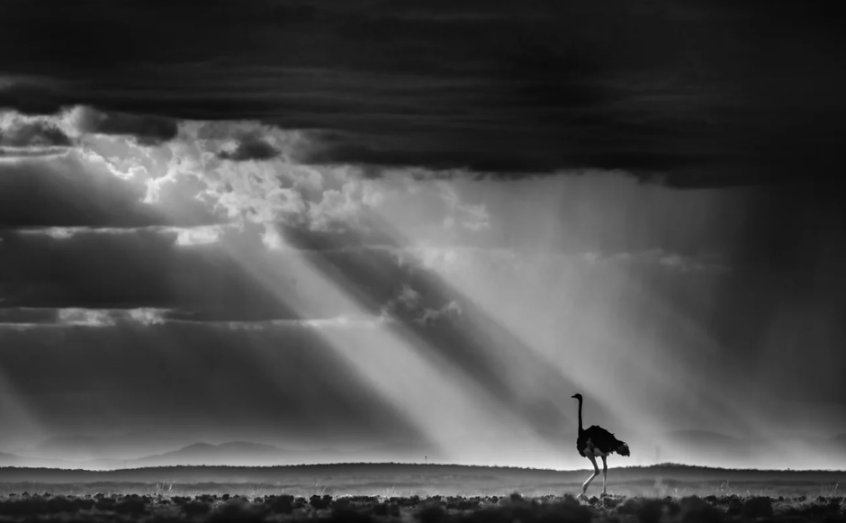  | Author: Foto: Rahul Sachdev/Bird Photographer of the Year