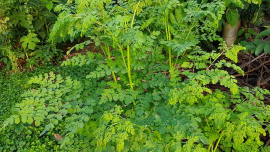 Moringa