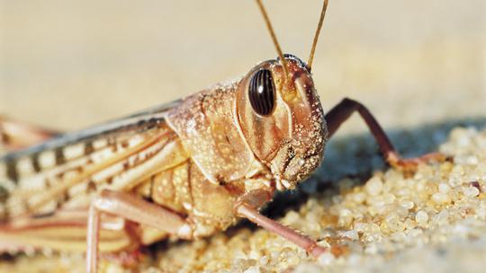 Skakavac