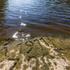 Low Water Levels on the Elbe River