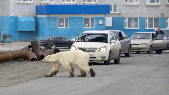 Polarna medvjedica u gradu traži hranu