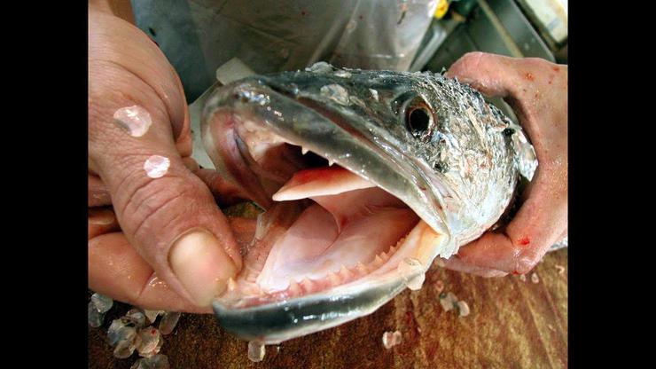 Zmijolika riba pronađena u SAD-u