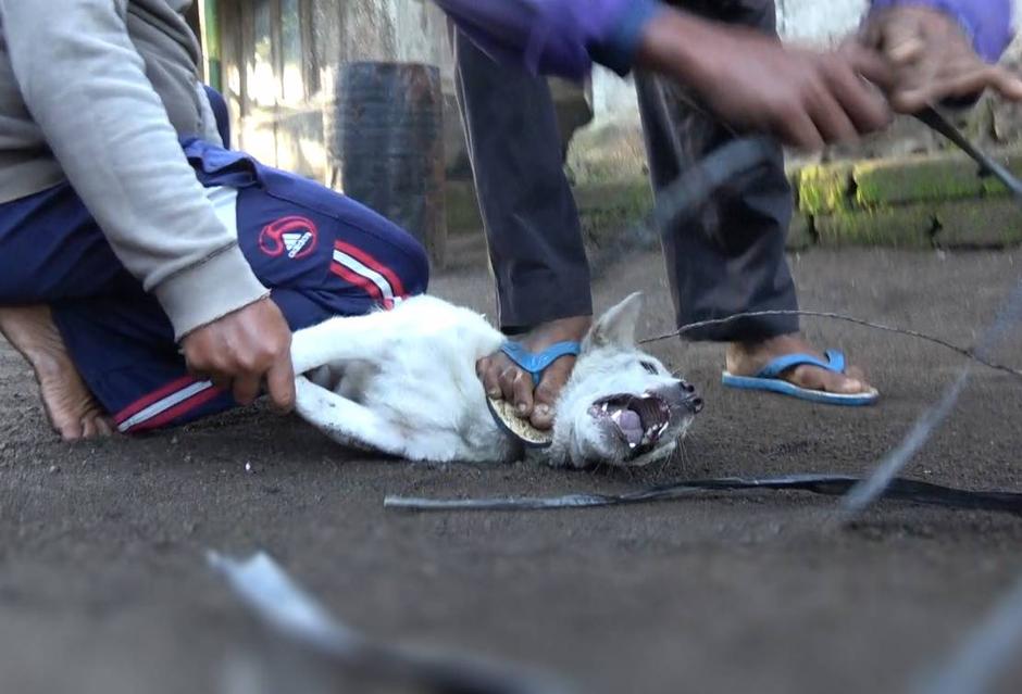 Trgovina psećim mesom na Baliju | Author: Animal Australia