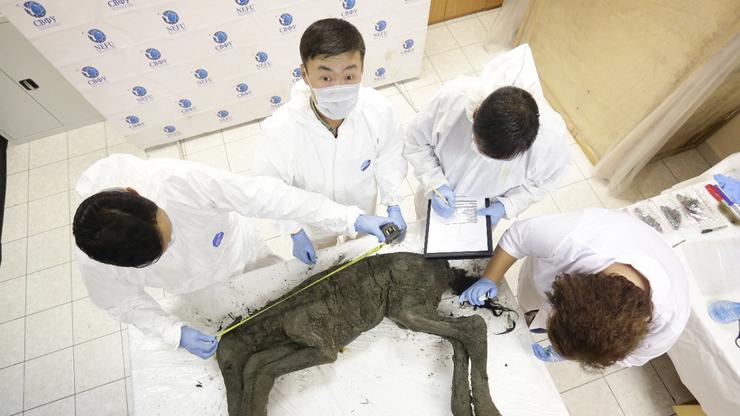 Ždrijebe otkriveno iz permafrosta starog 40.000 godina