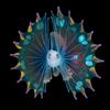These tiny sea creatures look like they belong on another planet