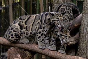 Oblačasti leopard umire od gladi jer mu je plijen pred izumiranjem