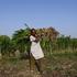 Farmer walks with a bundle of fodder while working in the field, on the outskirts of Hyderabad