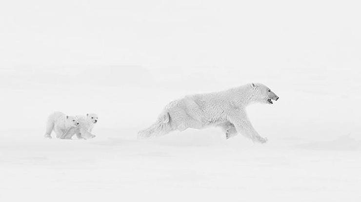 Breathtaking photograph of polar bear family locked in fierce Arctic snowstorm wins prestigious award