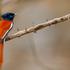 Graubrust-Paradiesschnäpper, African Paradise Flycatcher, African Paradise-Flycatcher, African Paradise-flycatcher, (Terpsiphone viridis), Tchitrec d'