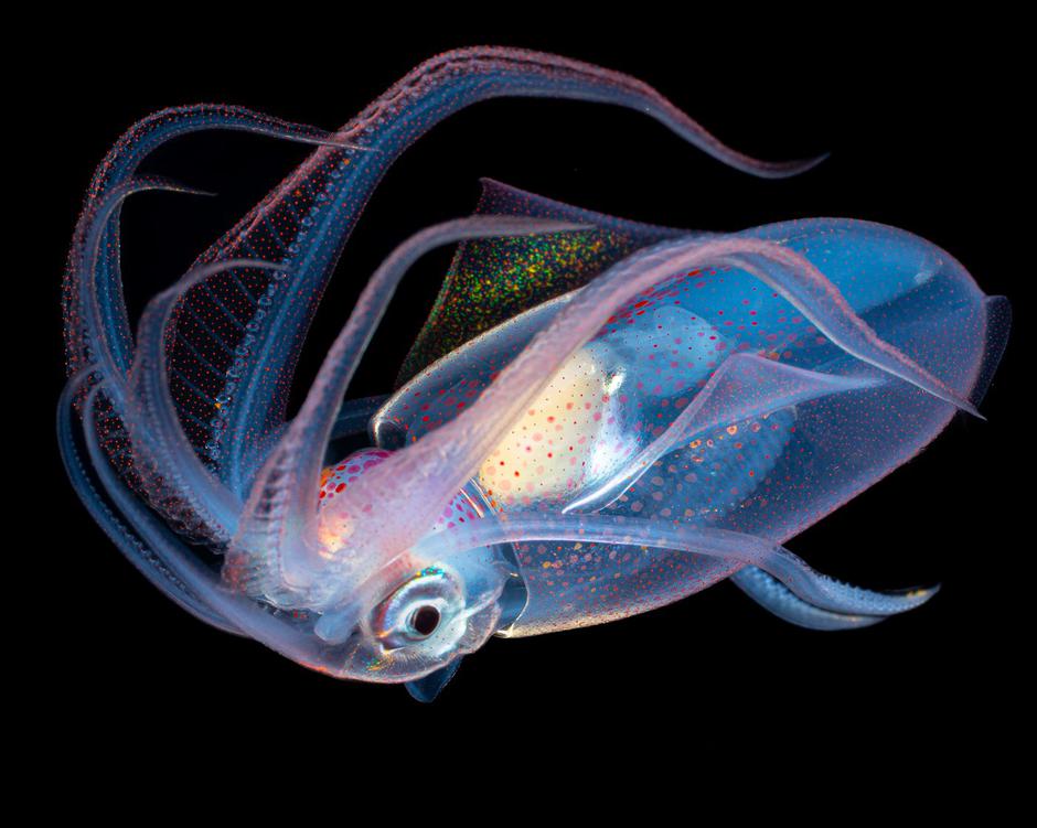These tiny sea creatures look like they belong on another planet | Author: 
