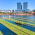 HANGZHOU, CHINA - DECEMBER 06: Aerial view of workers growing water celery (oenanthe javanica) on ecological floating be
