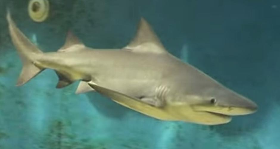 Speartooth riječni morski pas | Author: Youtube
