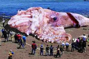 Ogromna hobotnica izvučena na plažu