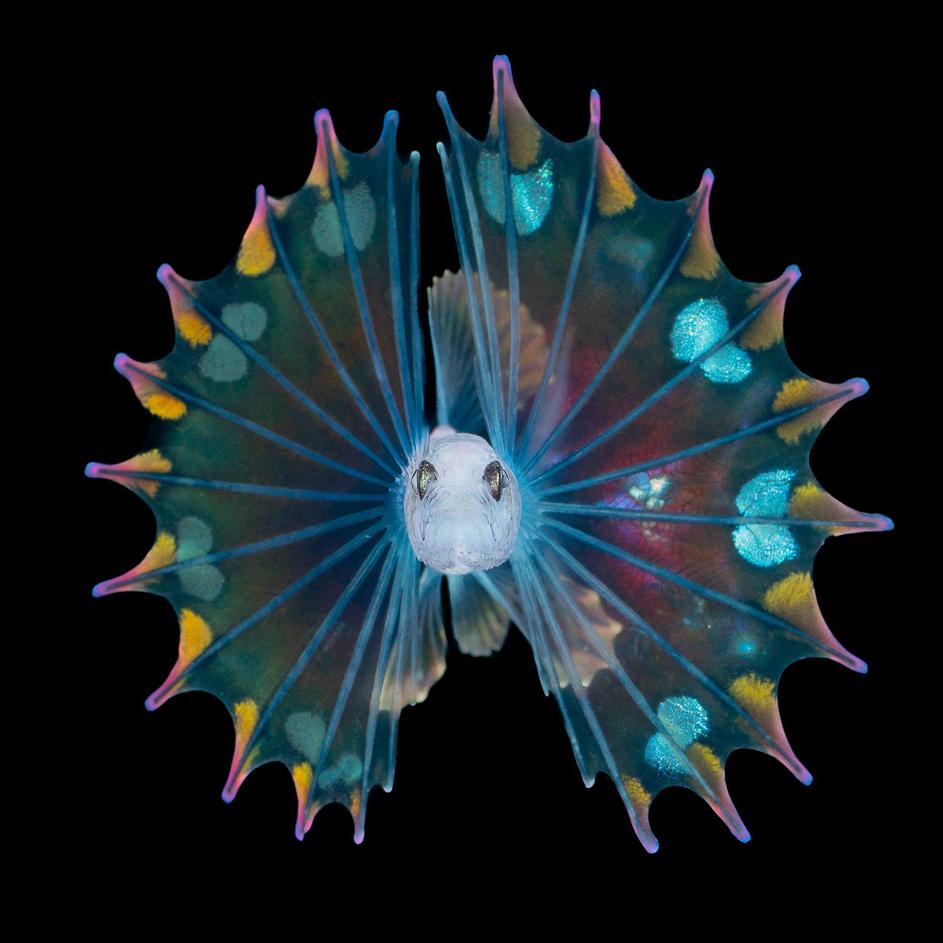 These tiny sea creatures look like they belong on another planet