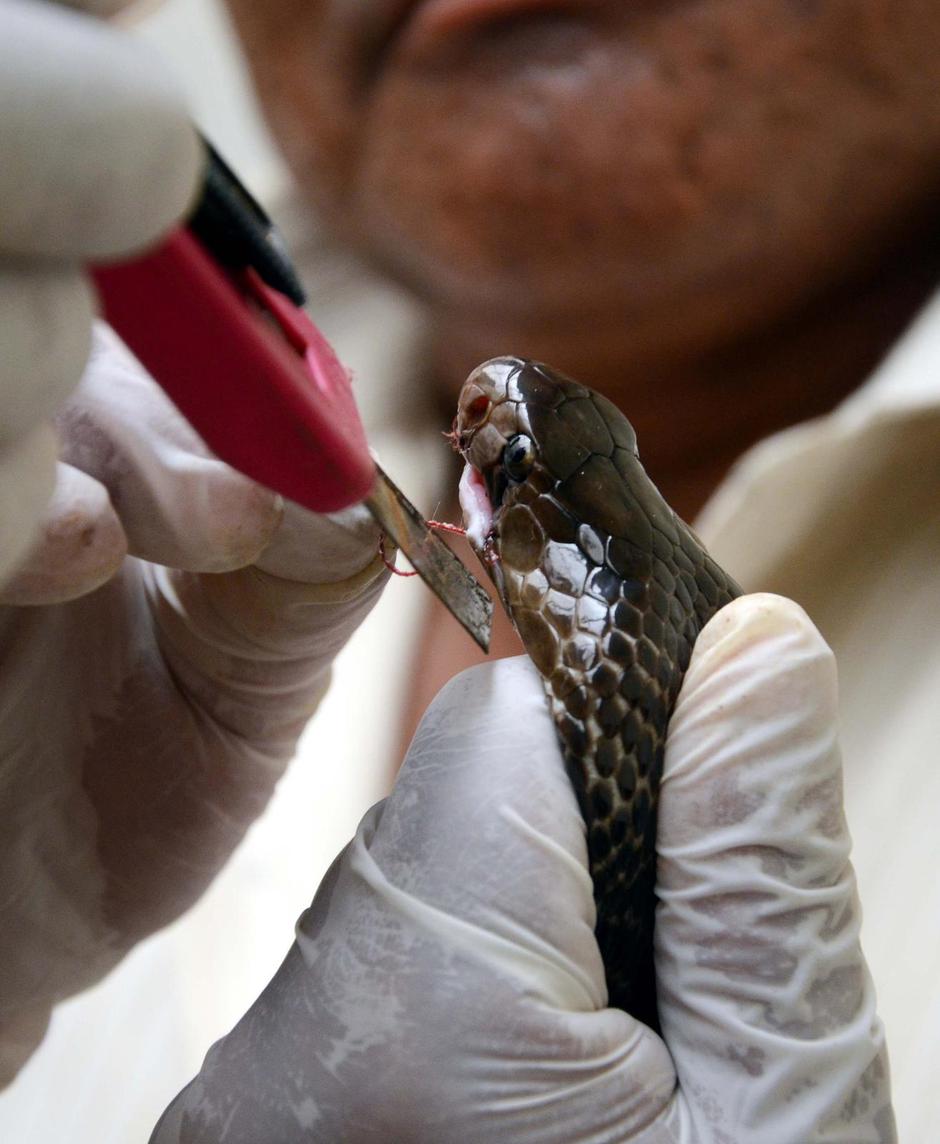 Bhopal: Otvorena bolnica za lije?enje Kobri  | Author: /DPA