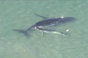 Mladunče grbavog kita spašava majku iz plićaka