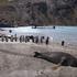 Otok na kojem su se ubijali kitovi Grytviken