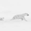 Breathtaking photograph of polar bear family locked in fierce Arctic snowstorm wins prestigious award