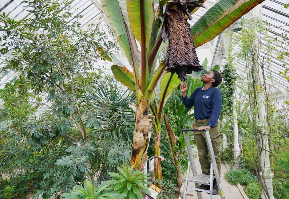 Enset tree at Kew Gardens | Author: Profimedia