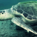 Glavata želva u moru kod Šibenika