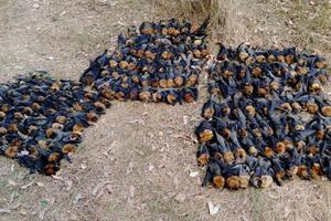 Uginuli šišmiši u Australiji