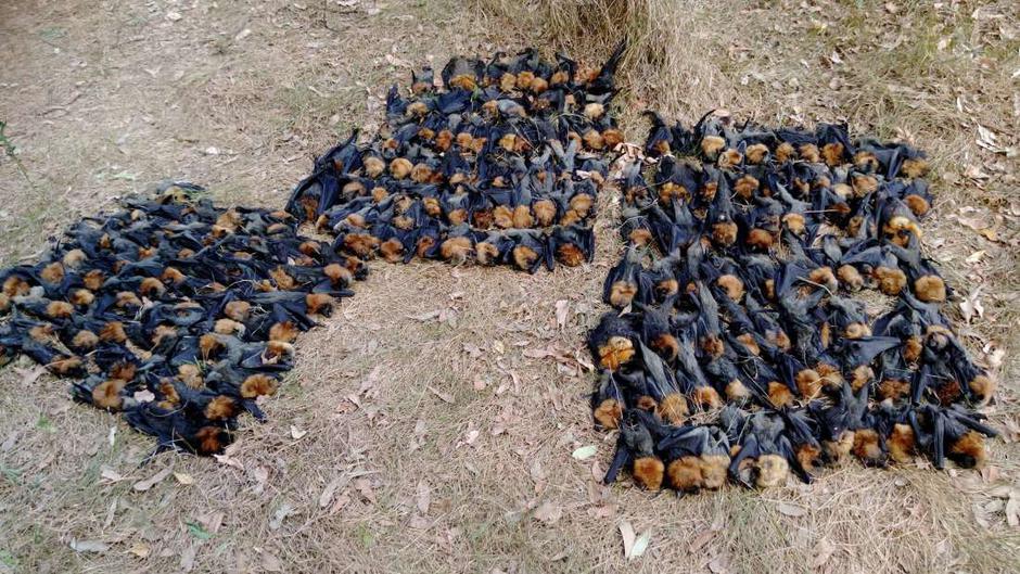 Uginuli šišmiši u Australiji | Author: Facebook